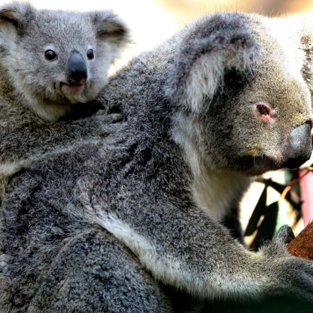 Защо коалите са смятани за супер майки? (ВИДЕО)