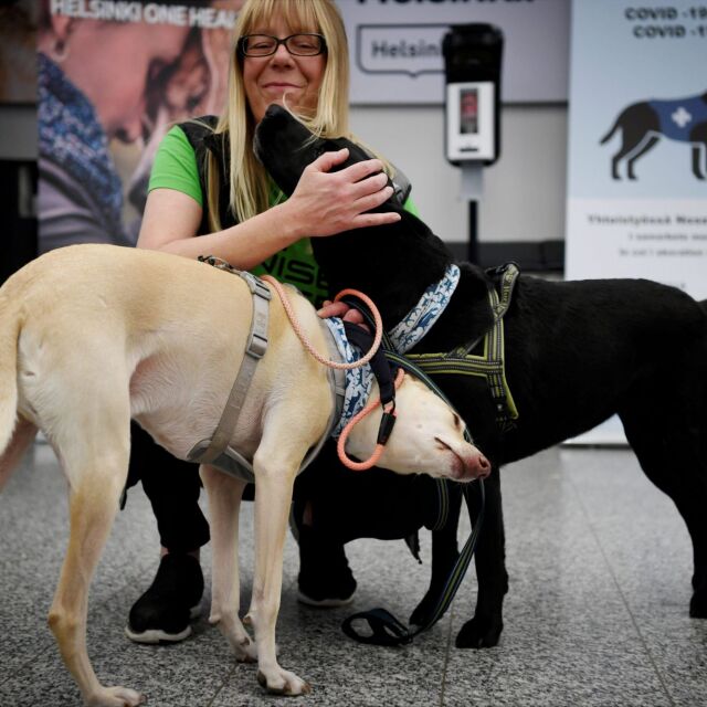 Кучета надушват COVID-19 на летището в Хелзинки