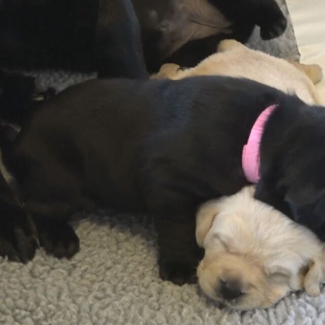 Обучават малки кучета във Вирджиния за помощници на хора в нужда