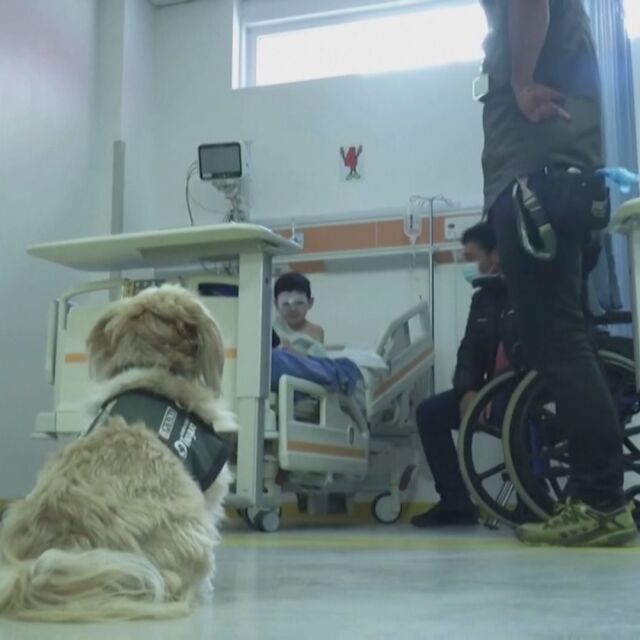 Кучета терапевти помагат за лечението на болни от COVID-19