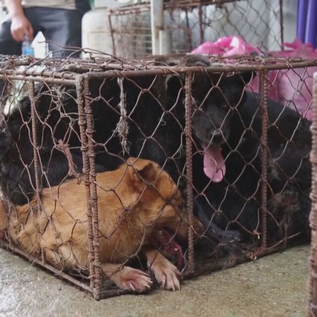 Президентът на Южна Корея обмисля да забрани консумацията на кучешко месо