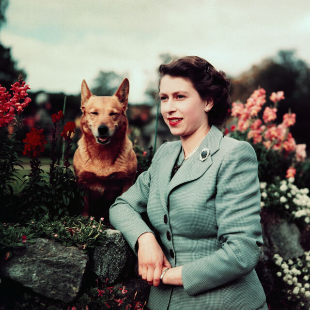 Кой ще се грижи за кралските кучета корги на Елизабет II?