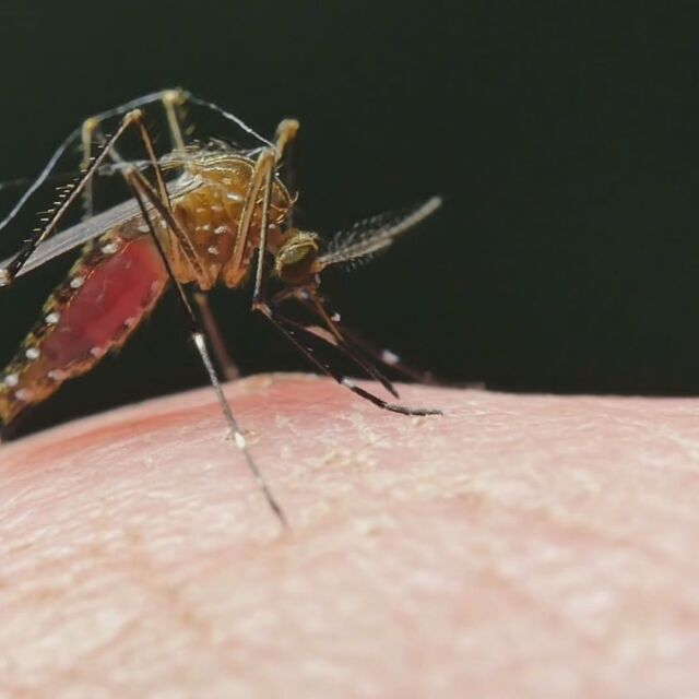 Милиони за борба срещу комарите в края на лятото – дадени „по спешност“ и без конкурс