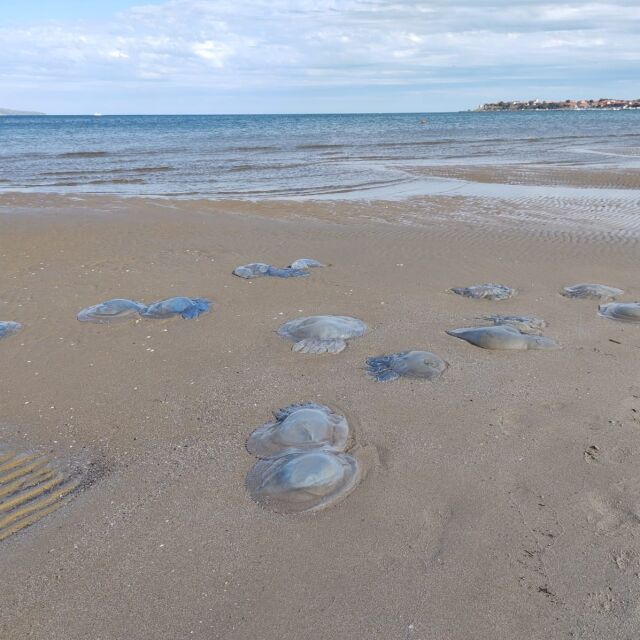 След ураганния вятър: Морето изхвърли мъртви медузи на брега в Бургаско