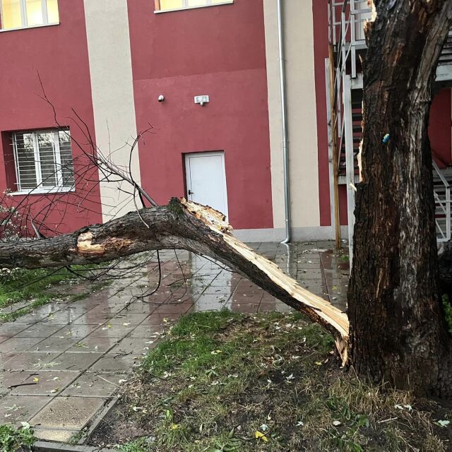 След бурята: Дърво падна в двора на училище в София