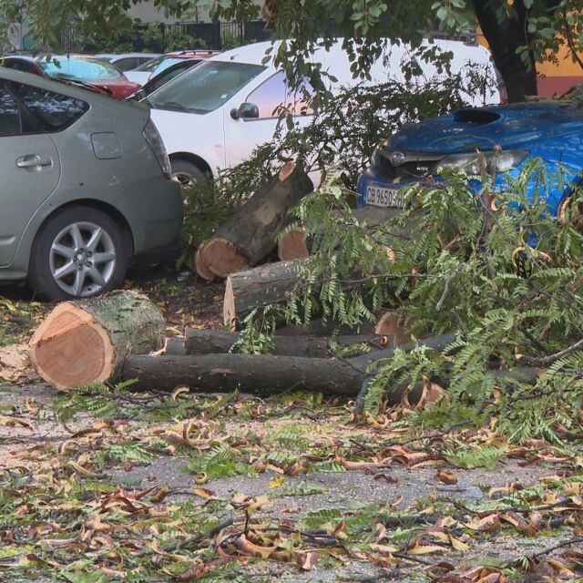 Щетите от бурята в София: Съборени дървета, наводнени улици и 800 паднали мълнии