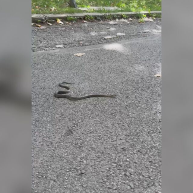 От „Аз, репортерът“: Змия на припек на асфалта в Южния парк (ВИДЕО)
