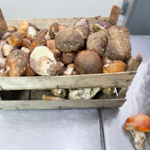  Берачите печелят до 3000 евро на година: Какви са цените на гъбите този сезон? 