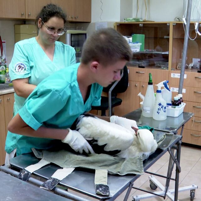  Раненият щъркел Ставри към този момент е в избавителния център в Стара Загора 