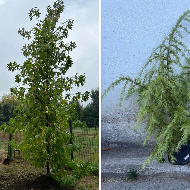 Амброво дърво и кедър: Десетки дръвчета ще бъдат засадени по време на "Да изчистим България заедно"
