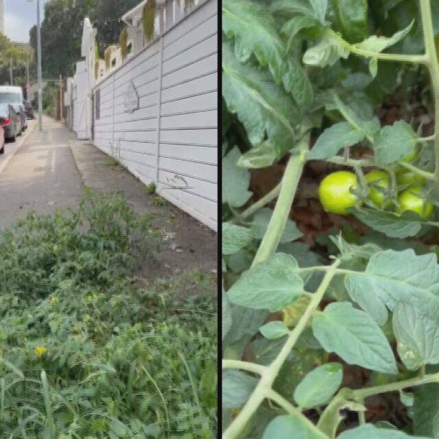 От „Аз, репортерът“: Домати растат на тротоар в столичния квартал „Бояна“ (ВИДЕО)
