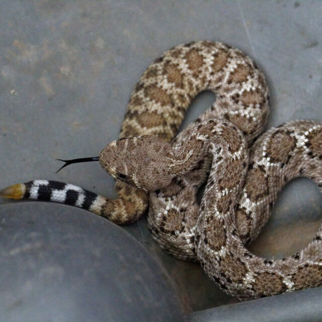 Шок и ужас: Мъж открива 20 змии в гаража си от този опасен и агресивен вид