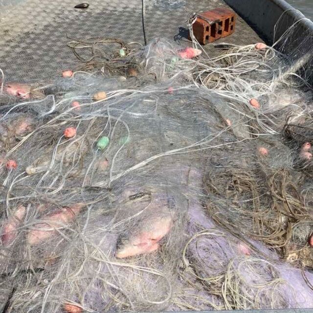 ИАРА дари над 500 кг бракониерска риба на зоопарка в Бургас и в Айтос (СНИМКИ)
