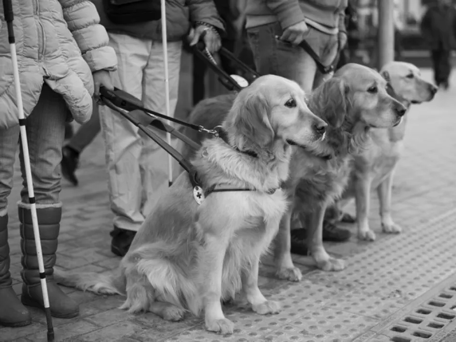 Помощници в ежедневието и предани приятели в пълноценна реализация – кучетата-водачи на незрящите хора са герои в живота и във фотоизложба