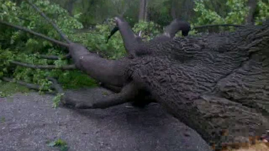 Бурята събори дърво в Русе