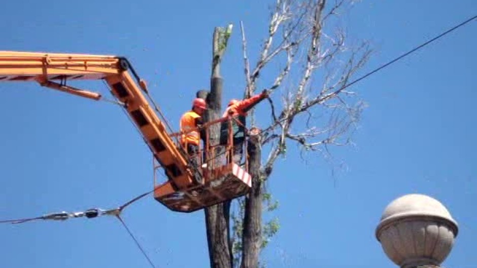 Отрязване на 35 м. дърво