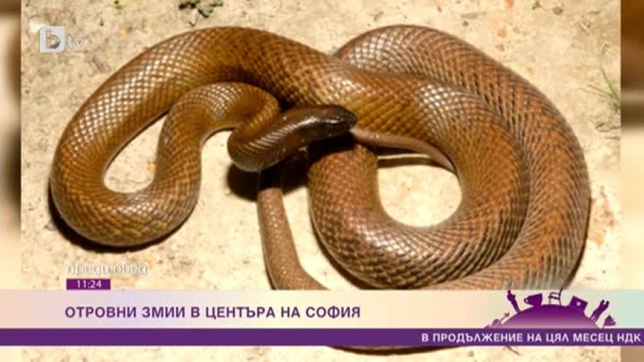 Как най-отровната змия в света – континентален тайпан- се озова в центъра на София?