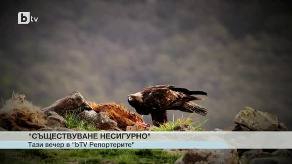 20 години усилия за възстановяването на белоглавите и египетските лешояди в българската природа