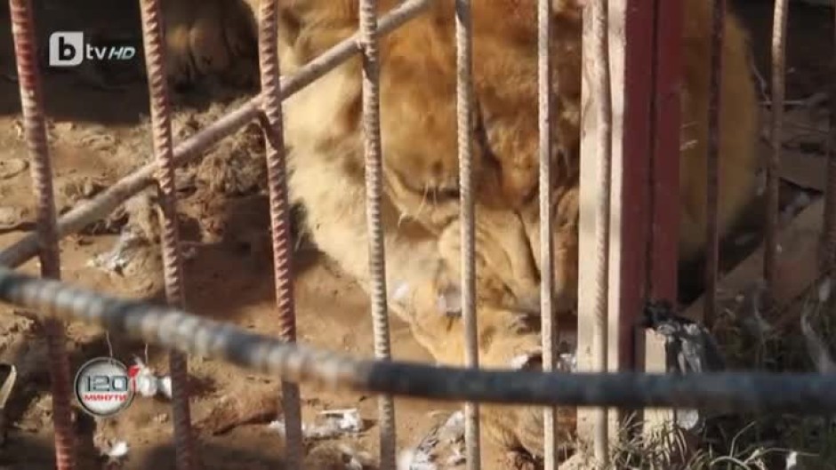 Каква ще бъде съдбата на последните две оцелели животни в Мосул?