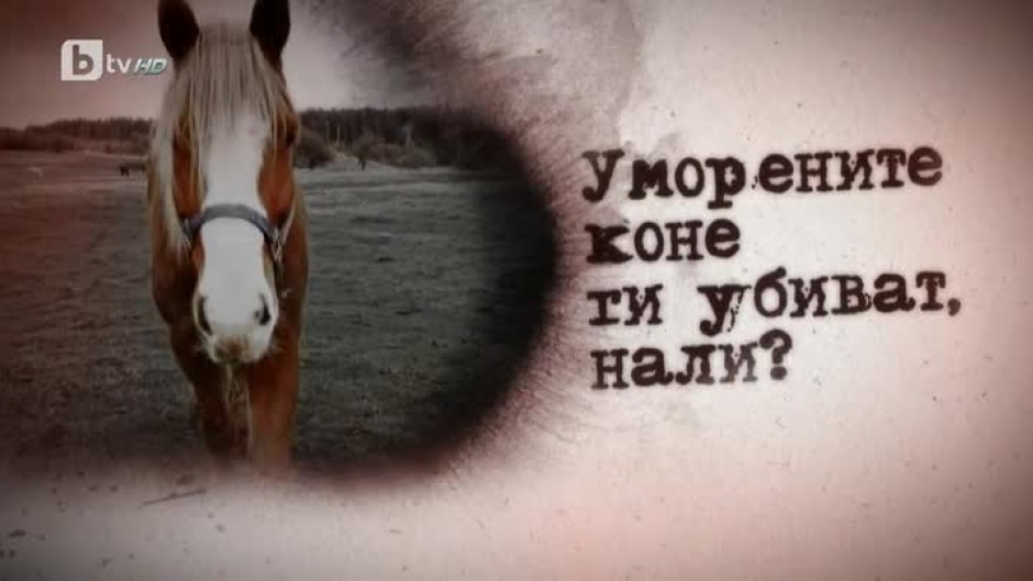 „bTV Репортерите“: Уморените коне ги убиват, нали?