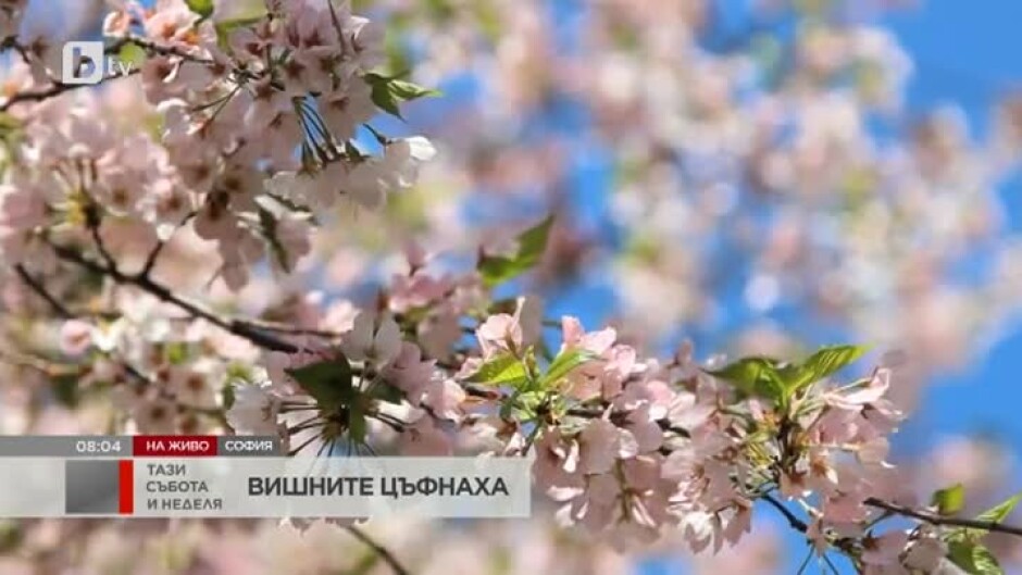Събитие "Любуване на цъфналите вишни" в Южния парк на София