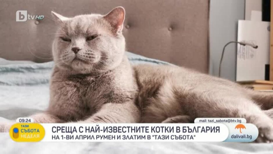 Среща с най-известните котки в България