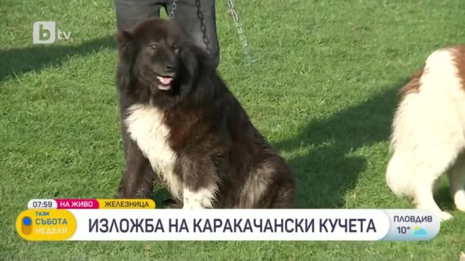 В софийското село Железница се провежда мащабна изложба на каракачански кучета