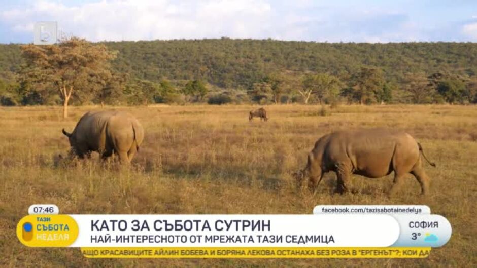 Най-големият резерват за носорози се пуска на търг