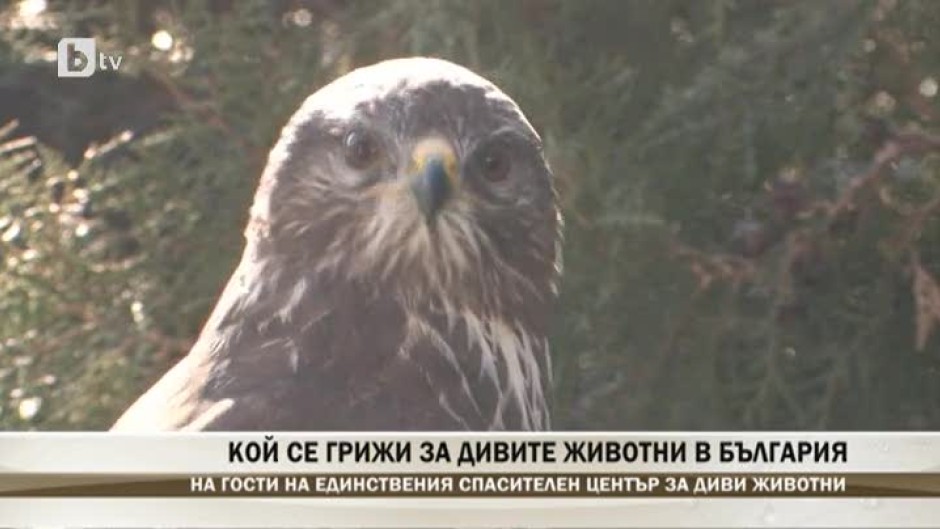 Кой се грижи за дивите животни в България?