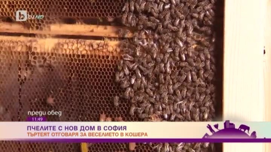 Пчелите - с нов дом в София