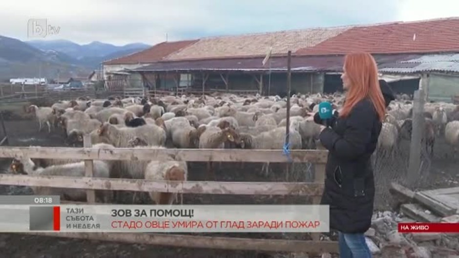 Зов за помощ: Стадо овце гладува, след като пожар изпепели склада с храната за животните