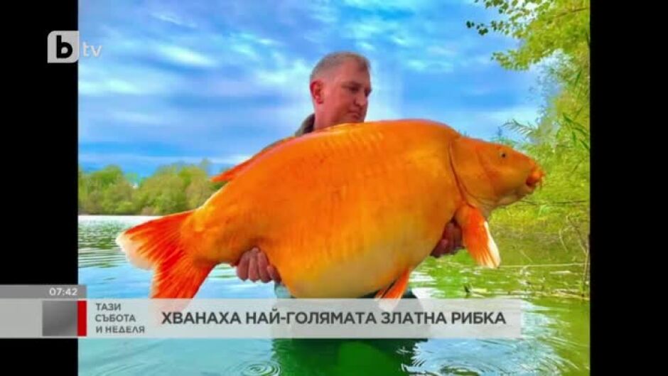 Хванаха най-голямата златна рибка