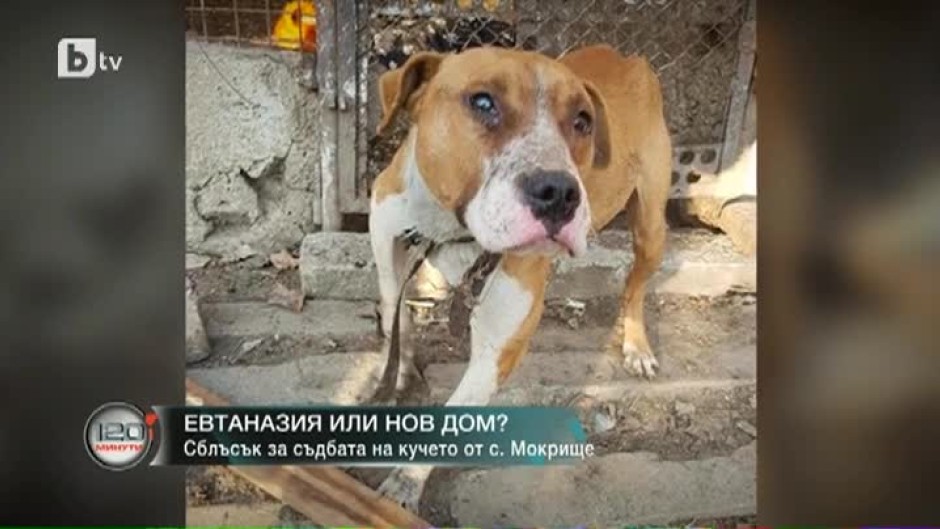 Каква ще е съдбата на кучето, нахапало дете в Пазарджишко