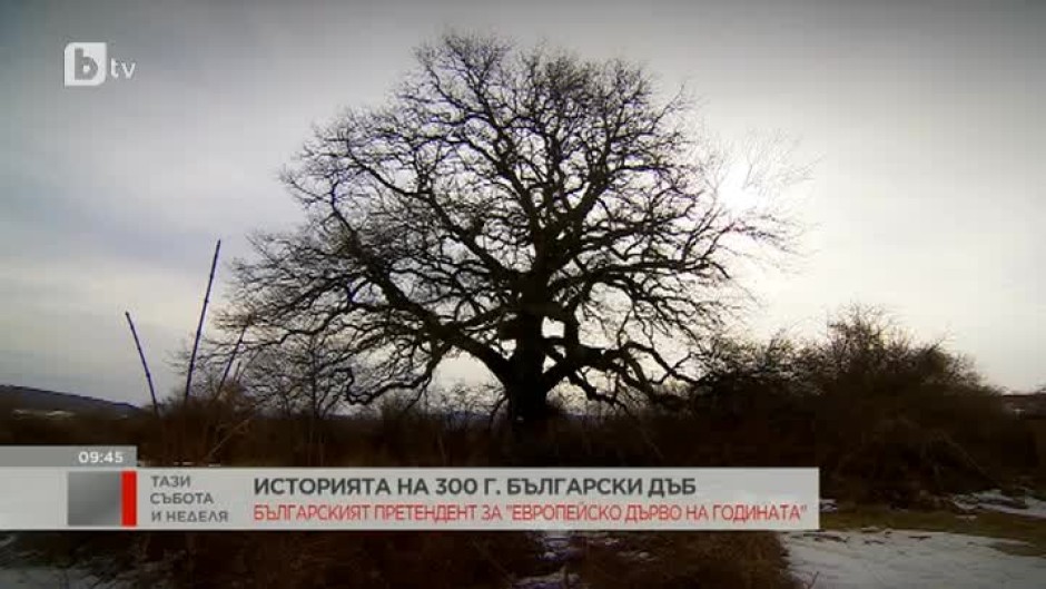 Историята на 300-годишен български дъб