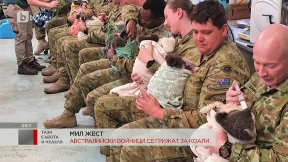 Австралийски войници се грижат за пострадали коали