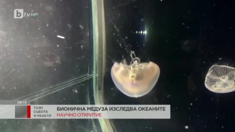 Учени от САЩ създадоха бионични медузи