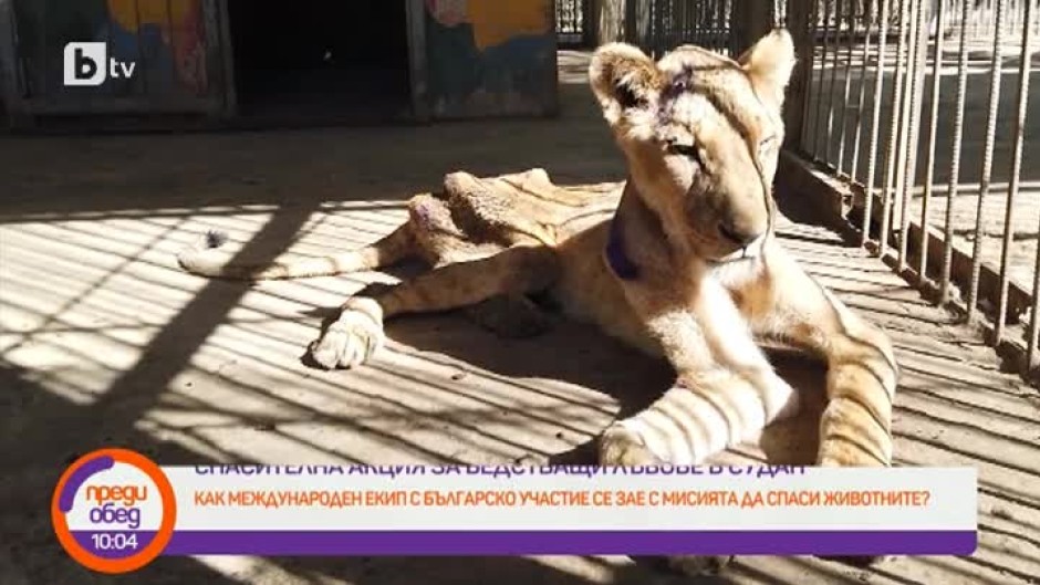 Бедстващи лъвове в Судан