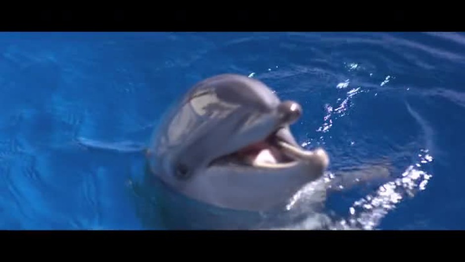 Делфинът Бърни - утре от 13 ч. по bTV