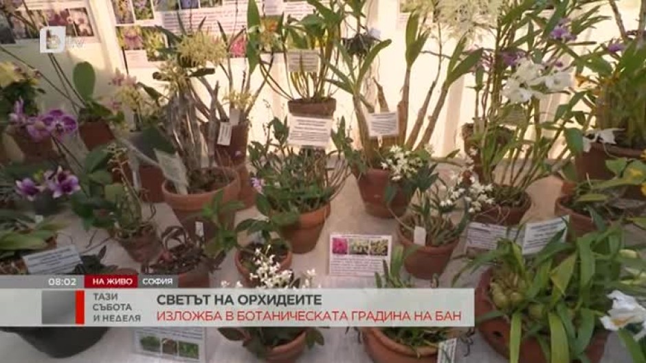 Светът на орхидеите: Изложба в Ботаническата градина на БАН