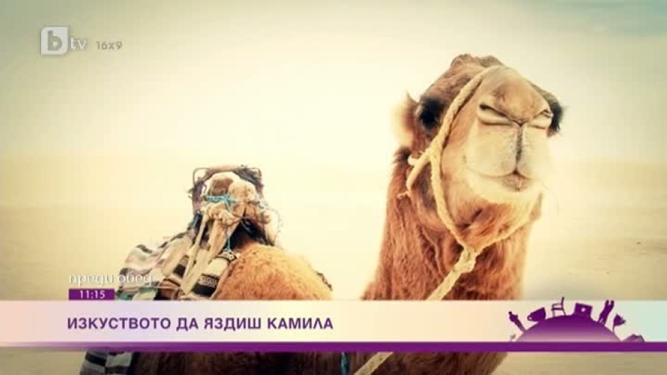 Изкуството да яздиш камила
