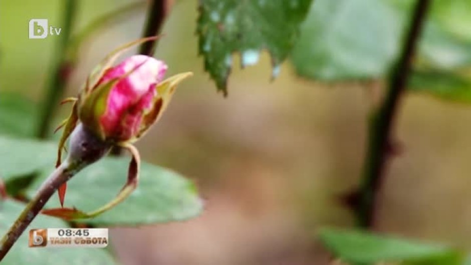 Вярваме в доброто: 82-годишна жена подари стотици рози на Борисовата градина