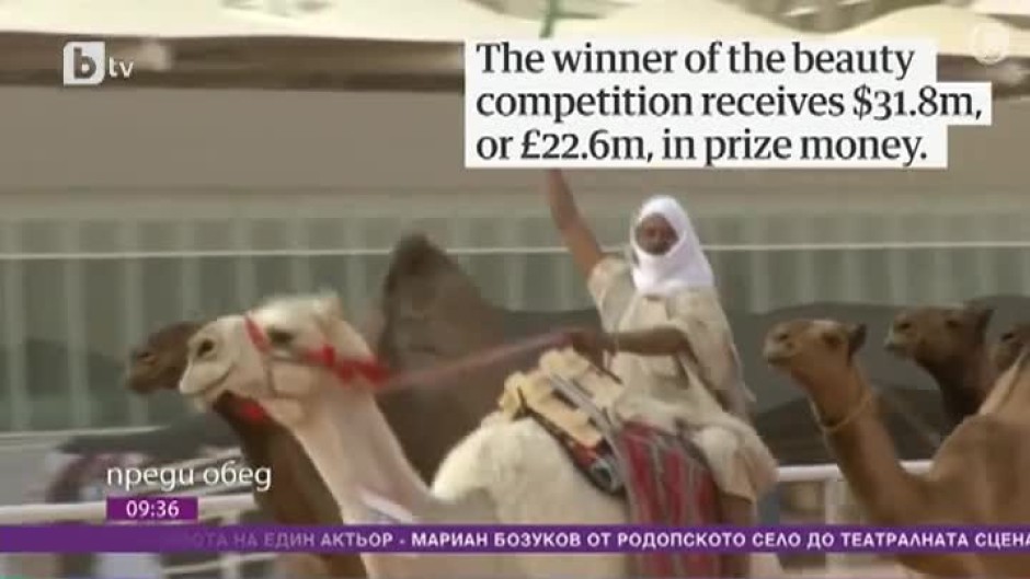 Днес всички говорят за... дисквалифицираните камили от конкурс за красота, защото били инжектирани с ботокс