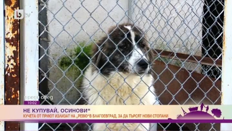 Доброволци организират първото по рода си градско изложение на кучета от приюта в Благоевград