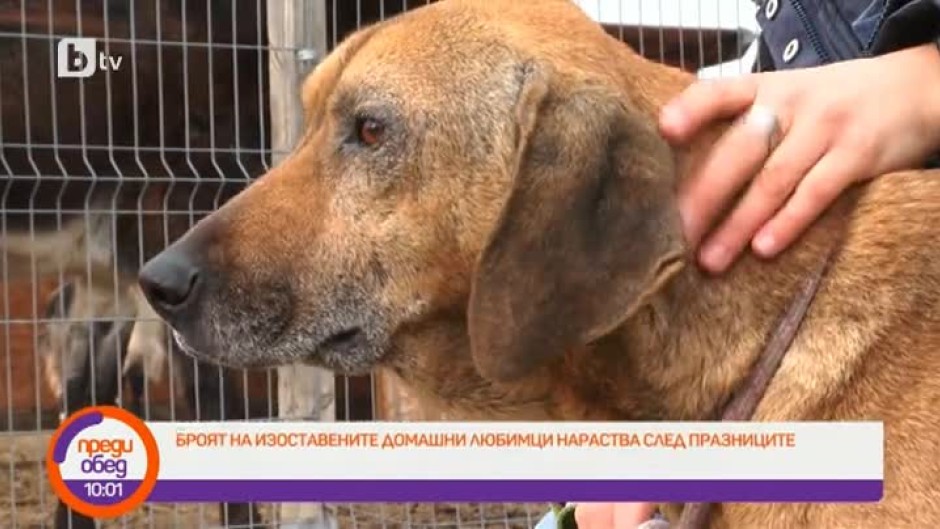Историята на кучето Чудомир, изхвърлено на улицата от стопаните си