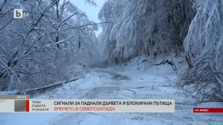 Проходът "Петрохан" е затворен за движение и в двете посоки заради паднало дърво
