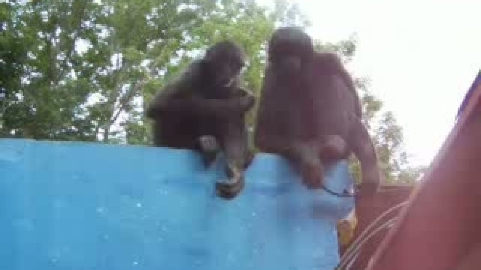 Маймуни нападат екипа на Survivor
