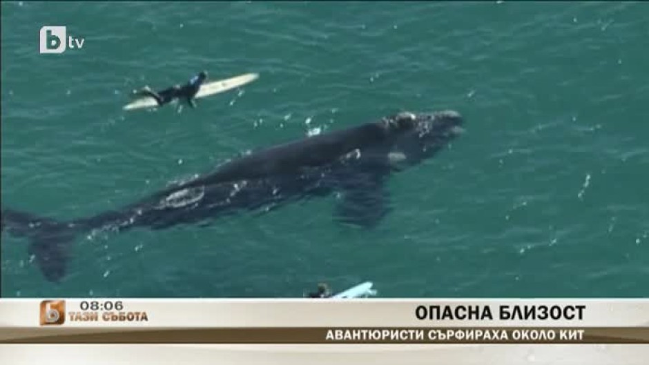 Авантюристи сърфираха около кит
