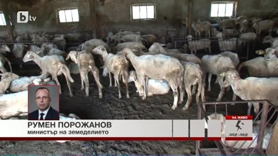 Румен Порожанов: Въпросът със стадото на баба Дора се преекспонира до голяма степен