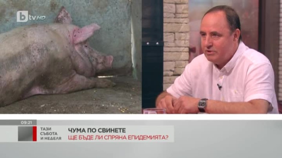 Нови случаи на чума по свинете у нас