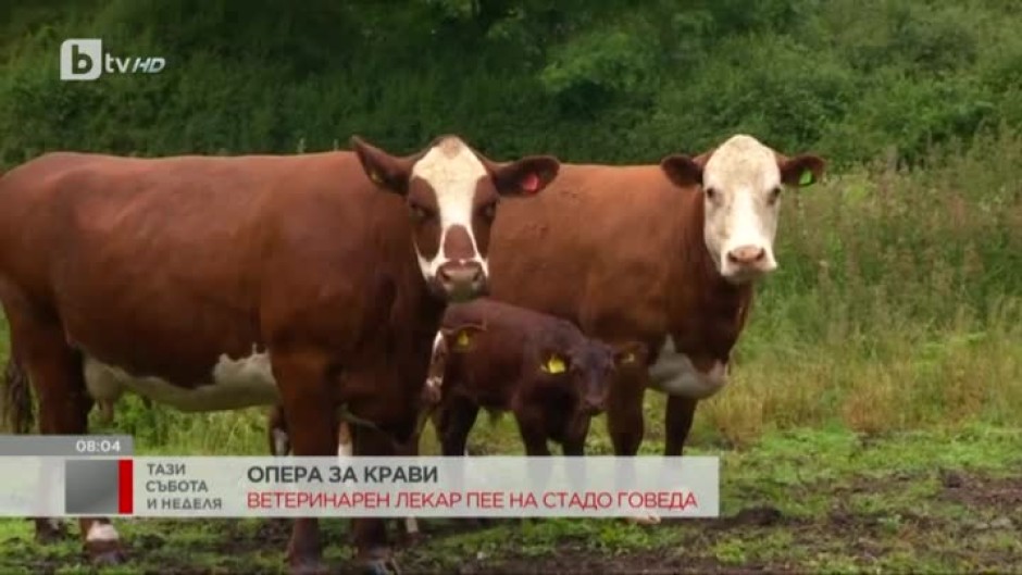 Британски крави слушат опера на живо